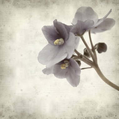 Eski Kağıt arka plan mavi African violet çiçekler ile dokulu