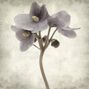 Eski Kağıt arka plan mavi African violet çiçekler ile dokulu