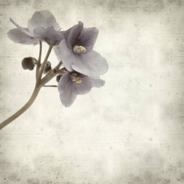 Eski Kağıt arka plan mavi African violet çiçekler ile dokulu