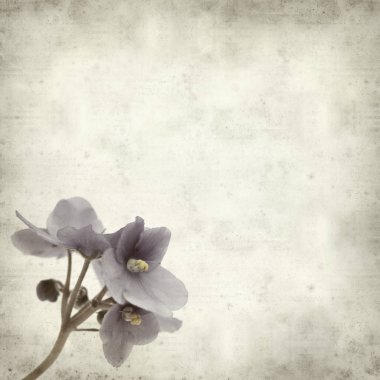 Eski Kağıt arka plan mavi African violet çiçekler ile dokulu