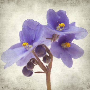 Eski Kağıt arka plan mavi African violet çiçekler ile dokulu