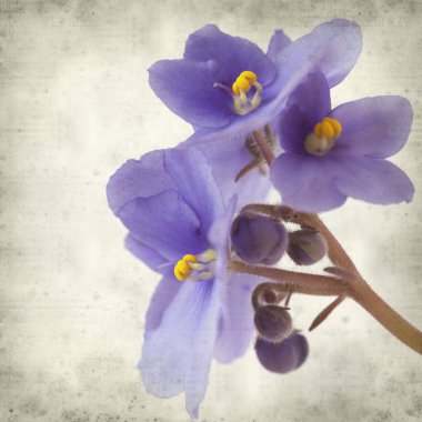 Eski Kağıt arka plan mavi African violet çiçekler ile dokulu
