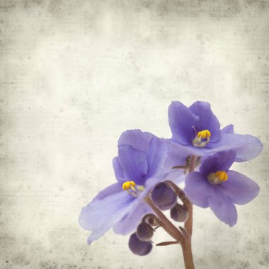 Eski Kağıt arka plan mavi African violet çiçekler ile dokulu