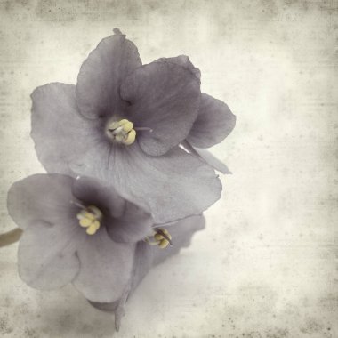 Eski Kağıt arka plan mavi African violet çiçekler ile dokulu