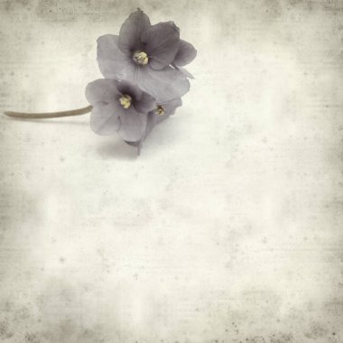 Eski Kağıt arka plan mavi African violet çiçekler ile dokulu