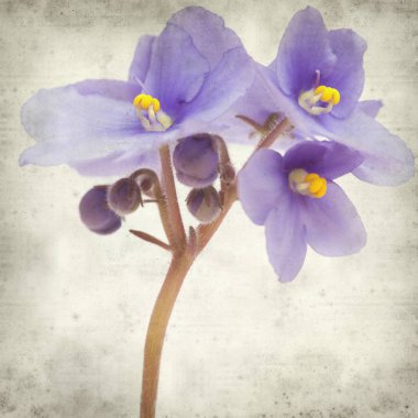Eski Kağıt arka plan mavi African violet çiçekler ile dokulu
