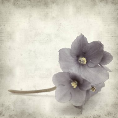 Eski Kağıt arka plan mavi African violet çiçekler ile dokulu
