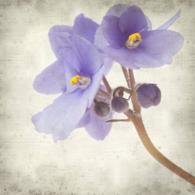 Eski Kağıt arka plan mavi African violet çiçekler ile dokulu