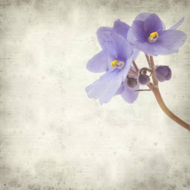 Eski Kağıt arka plan mavi African violet çiçekler ile dokulu