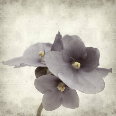 Eski Kağıt arka plan mavi African violet çiçekler ile dokulu