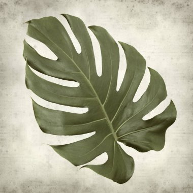dokulu eski Kağıt arka plan büyük parlak monstera yaprak ile 