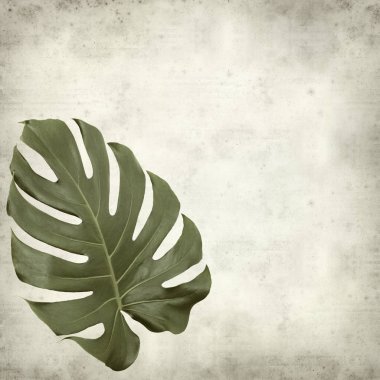 dokulu eski Kağıt arka plan büyük parlak monstera yaprak ile 