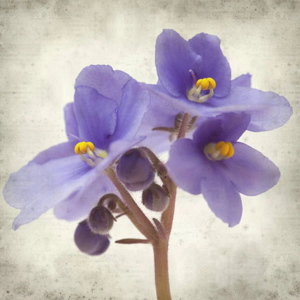 Eski Kağıt arka plan mavi African violet çiçekler ile dokulu