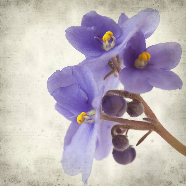 Eski Kağıt arka plan mavi African violet çiçekler ile dokulu