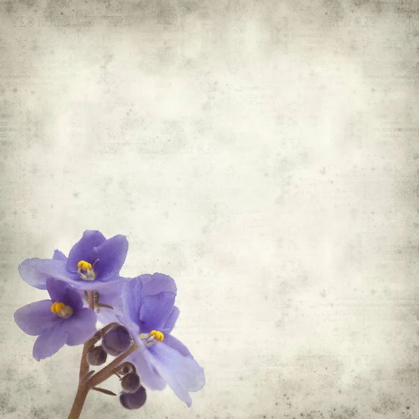 Textured Old Paper Background Blue African Violet Flowers — Stock Photo, Image