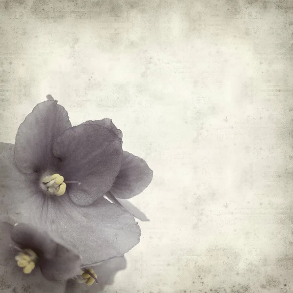 Textured Old Paper Background Blue African Violet Flowers — Stock Photo, Image