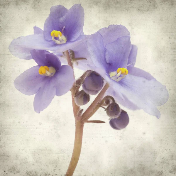 Eski Kağıt arka plan mavi African violet çiçekler ile dokulu