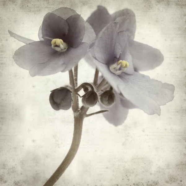 Textured Old Paper Background Blue African Violet Flowers — Stock Photo, Image