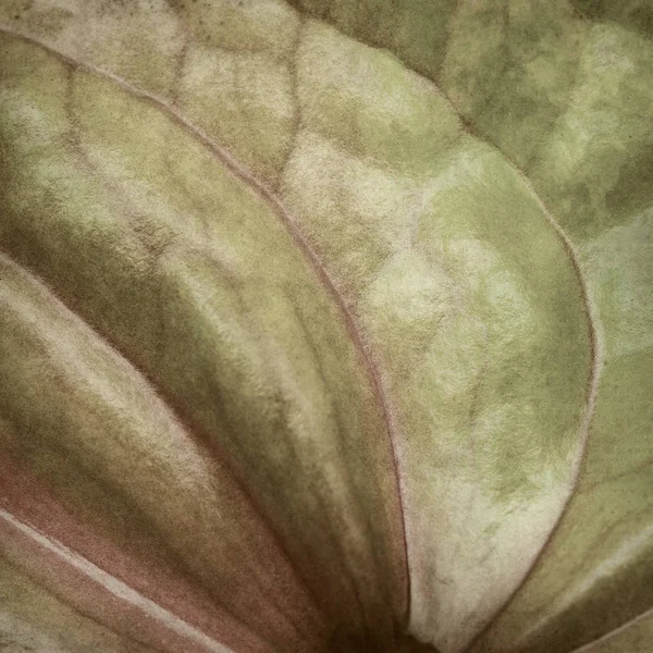 Fondo Papel Viejo Texturizado Con Flores Anthurium Exóticas Verdes Rosadas —  Fotos de Stock