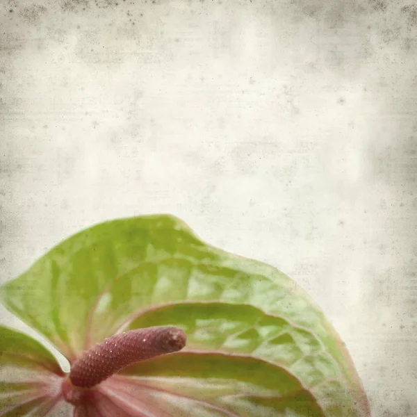 Texturerat Gamla Papper Bakgrund Med Gröna Och Rosa Exotiska Anthurium — Stockfoto