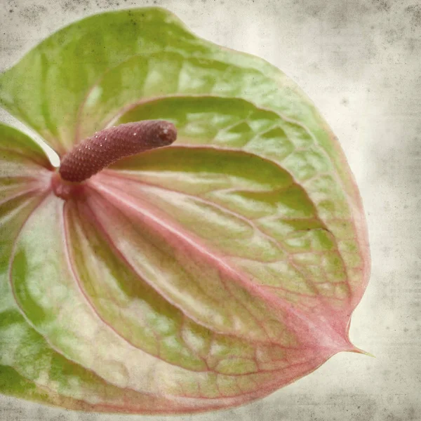 Fondo Papel Viejo Texturizado Con Flores Anthurium Exóticas Verdes Rosadas — Foto de Stock