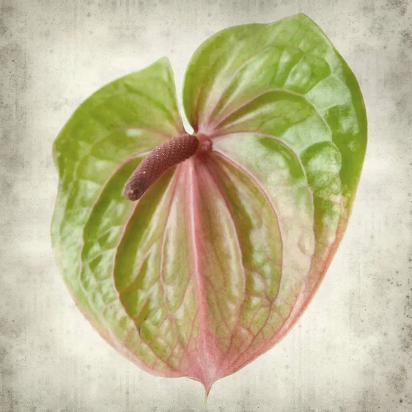 Fondo Papel Viejo Texturizado Con Flores Anthurium Exóticas Verdes Rosadas — Foto de Stock