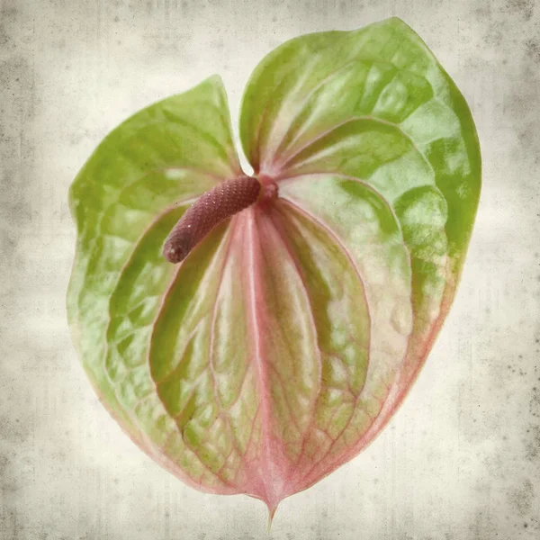 Texturerat Gamla Papper Bakgrund Med Gröna Och Rosa Exotiska Anthurium — Stockfoto