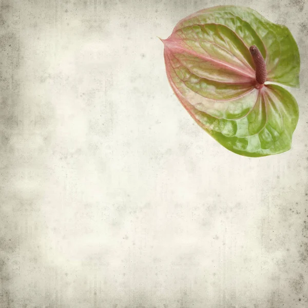 Texturou Staré Papírové Pozadí Zelené Růžové Exotické Květy Anthurium — Stock fotografie