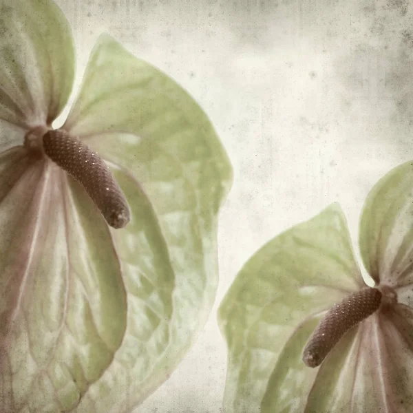 Texturierte Alte Papierhintergrund Mit Grünen Und Rosa Exotischen Anthurium Blumen — Stockfoto