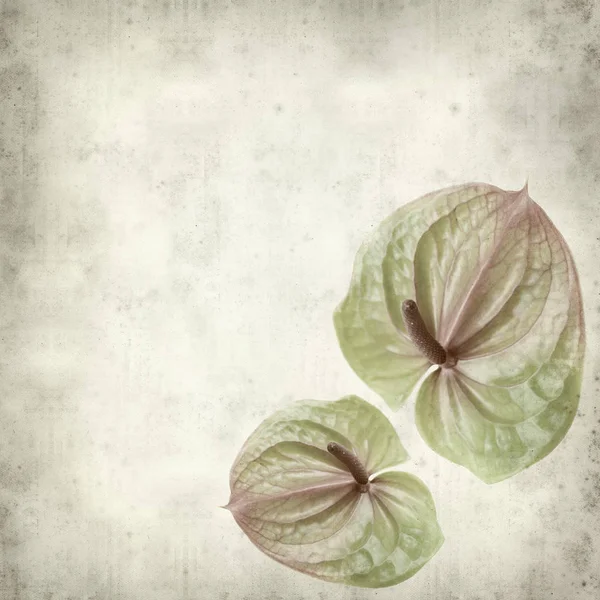 Texturerat Gamla Papper Bakgrund Med Gröna Och Rosa Exotiska Anthurium — Stockfoto