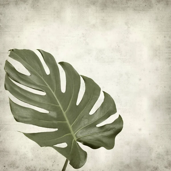 大規模な光沢のあるモンステラの葉を背景にテクスチャ古い用紙 — ストック写真