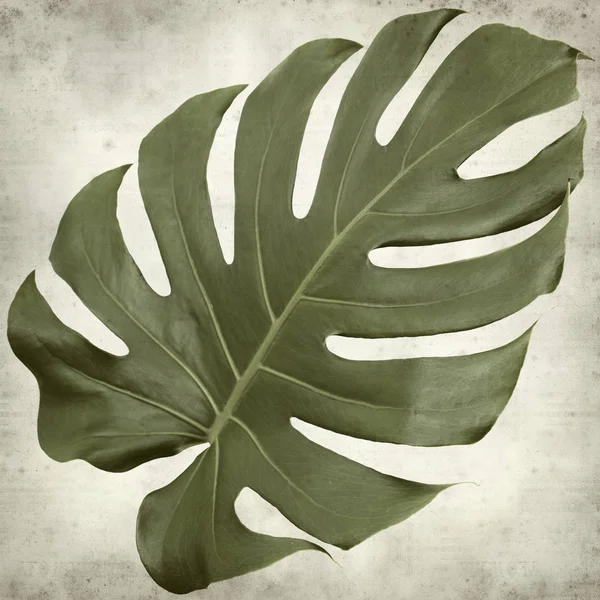 Gestructureerde Oud Papier Achtergrond Met Grote Glanzende Monstera Blad — Stockfoto