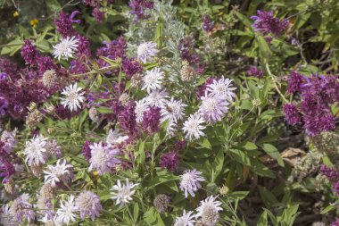 Gran Canaria - solgun Lila dağ scabious ve koyu mor kanarya adaçayı doğal çiçek arka plan florası, 