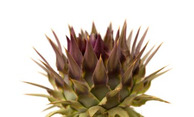 Gra Canaria - vahşi cardoon, Cynara cardunculus, florası küre enginar