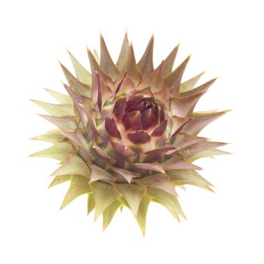 Gra Canaria - vahşi cardoon, Cynara cardunculus, dünya üzerinde beyaz izole enginar florası