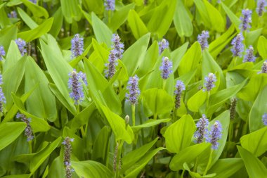 natural floral background of purple flowering pickerel weed clipart