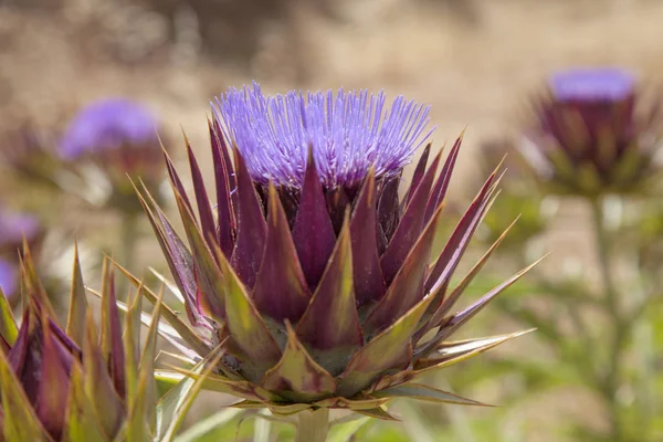 Flora Gran Canaria Pozadí Květu Bodláku Artyčok — Stock fotografie