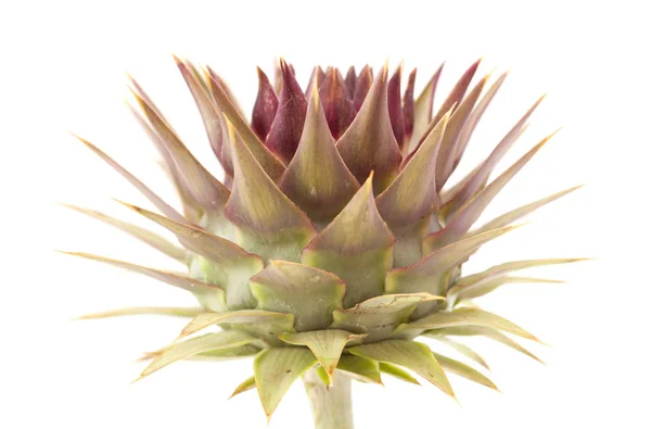 Flora Gra Canaria Wild Cardoon Cynara Cardunculus Globe Artichoke Isolated — Stock Photo, Image