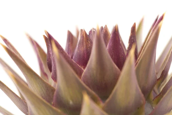 Cardoon 西娜拉 Cardunculus 地球洋蓟在白色上孤立的植物群 — 图库照片