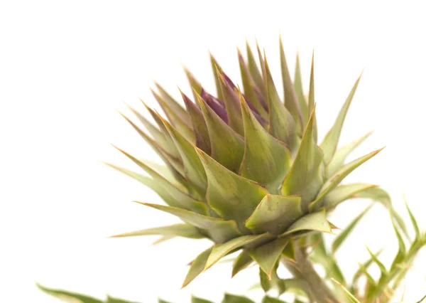 Flora Gra Canaria Cardo Salvaje Cynara Cardunculus Alcachofa Globo —  Fotos de Stock