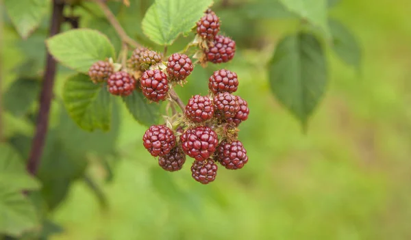 Elmleaf 黑莓背景红色成熟浆果 — 图库照片