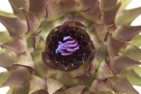 Cardoon 西娜拉 Cardunculus 全球洋蓟芽开始开放的植物群 — 图库照片