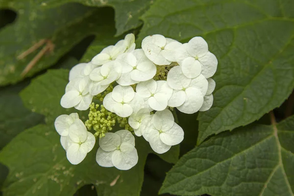 Hoja Roble Floreciente Hortensias Fondo Floral Natural —  Fotos de Stock