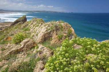 Cantabria, Costa Quebrada açık renk rock etrafında Playa El Madero plaj, rock samphire büyüyen