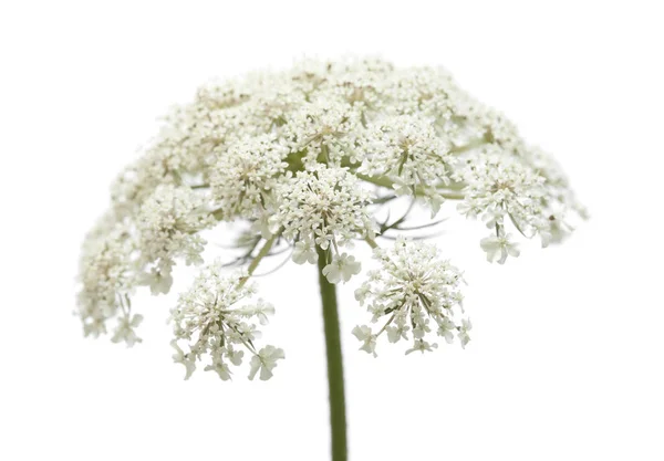 白い背景に分離された小さな白い野生のニンジンの花 — ストック写真