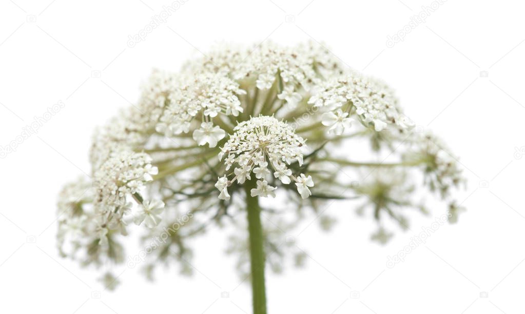 small white wild carrot flowers isolated on white background 