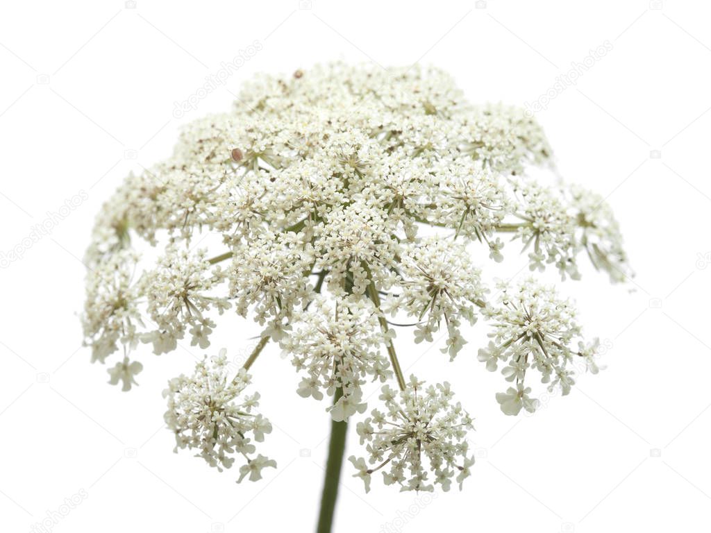 small white wild carrot flowers isolated on white background
