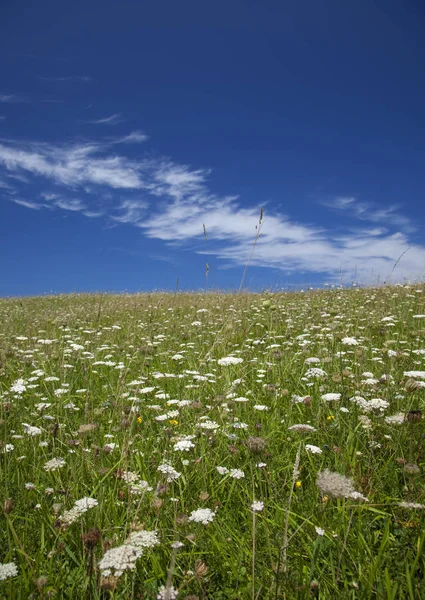 Königin Anne Spitzenfeld Unter Blauem Himmel Mit Zirruswolke — Stockfoto