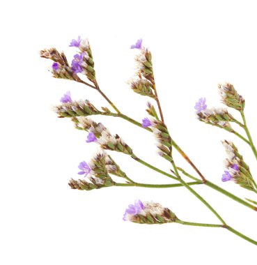 Cantabria - Limonium binervosum, rock deniz-lavanta, izole üzerinde beyaz florası
