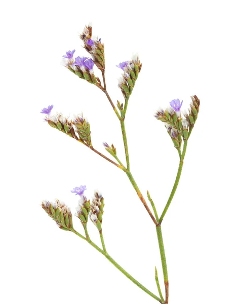 Flora Kantabriens Limonium Binervosum Felsenmeer Lavendel Isoliert Auf Weiß — Stockfoto
